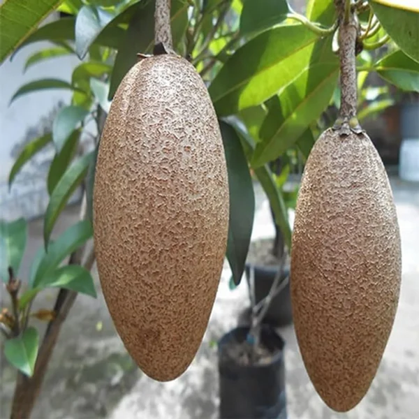Thai Banana Long Chikoo Sapota Grafted Fruit Live Plant - Image 4