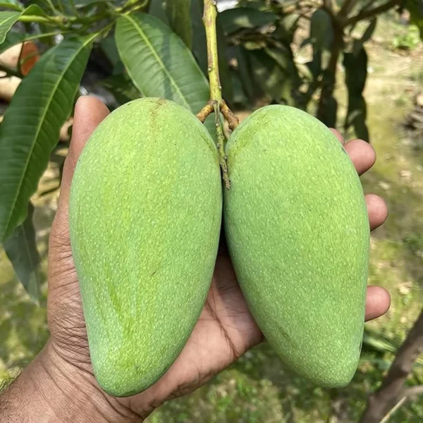 Thai Catimon Katimon All Time Sweet Fruit Mango Aam Grafted Fruit Live Plant - Image 5