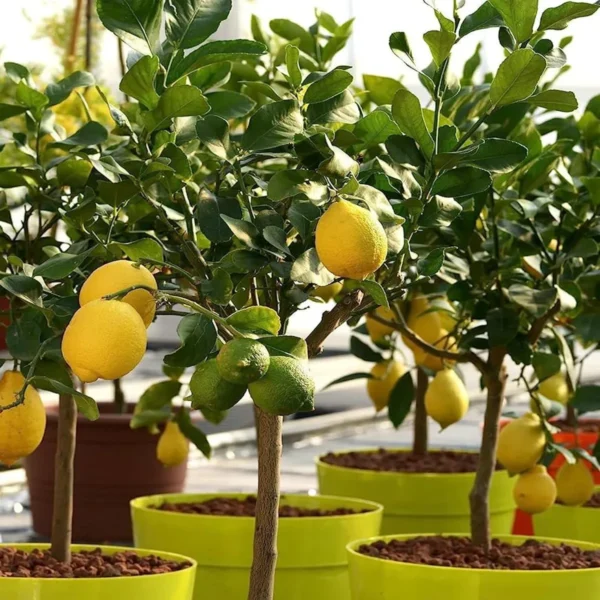 Nimbu Seedless All Time Lemon Lemon Nimbu Layering/Grafted Fruit Live Plant - Image 4