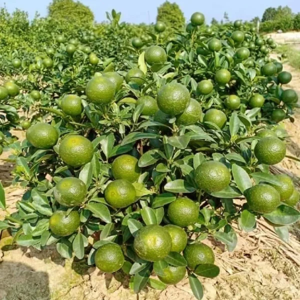Vietnam All Time Malta Mosambi Grafted Fruit Live Plant - Image 3