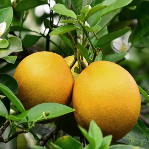 Vietnam All Time Malta Mosambi Grafted Fruit Live Plant - Image 2