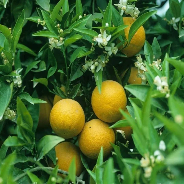 Vietnam All Time Malta Mosambi Grafted Fruit Live Plant - Image 4