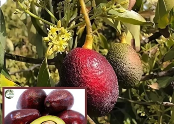 Miami Red Avocado Butter Fruit Grafted Live Plant