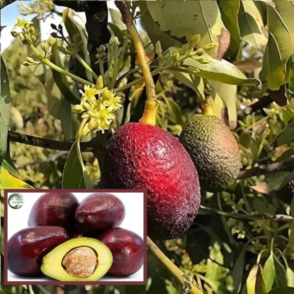 Miami Red Avocado Butter Fruit Grafted Live Plant