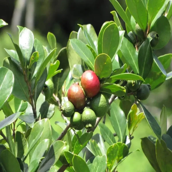 Red Strawberry Guava Amrood Layering Grafted Fruit Live Plant - Image 5