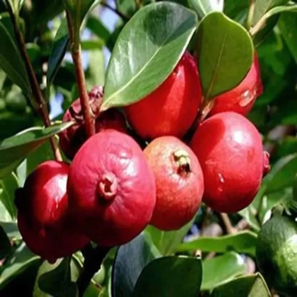 Red Strawberry Guava Amrood Layering Grafted Fruit Live Plant - Image 2