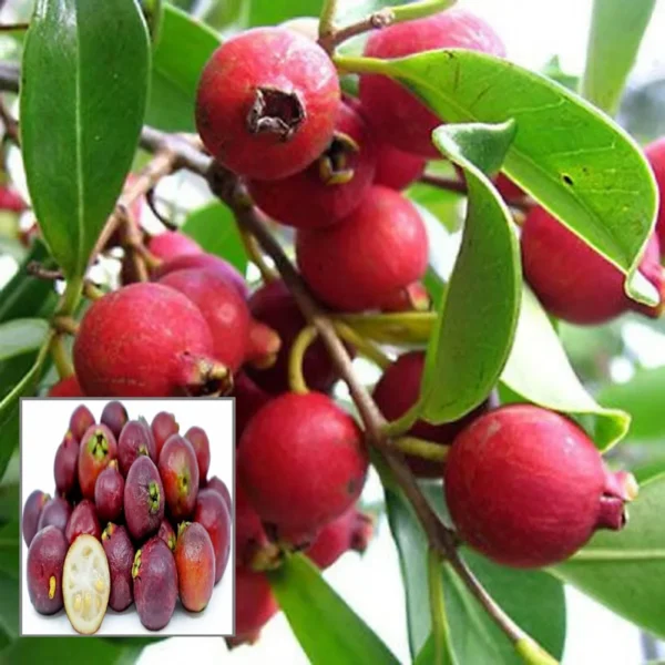 Red Strawberry Guava Amrood Layering Grafted Fruit Live Plant