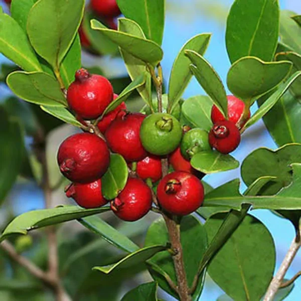 Red Strawberry Guava Amrood Layering Grafted Fruit Live Plant - Image 4