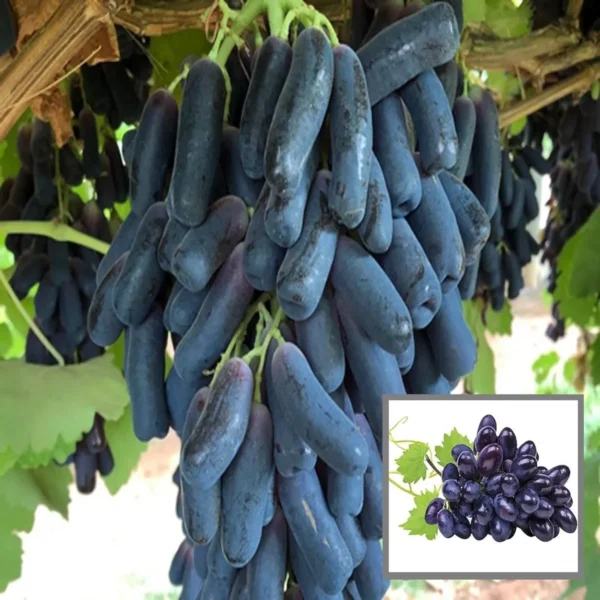 Black Sharad Seedless Grapes Angoor Layering/Grafted Fruit Live Plant