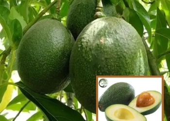 Monroe Round Avocado Butter Fruit Grafted Live Plant