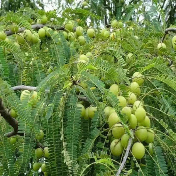 Amla Gooseberries Amloki Grafted Fruit Live Plant (1.5-3 Feet Height) - Image 3