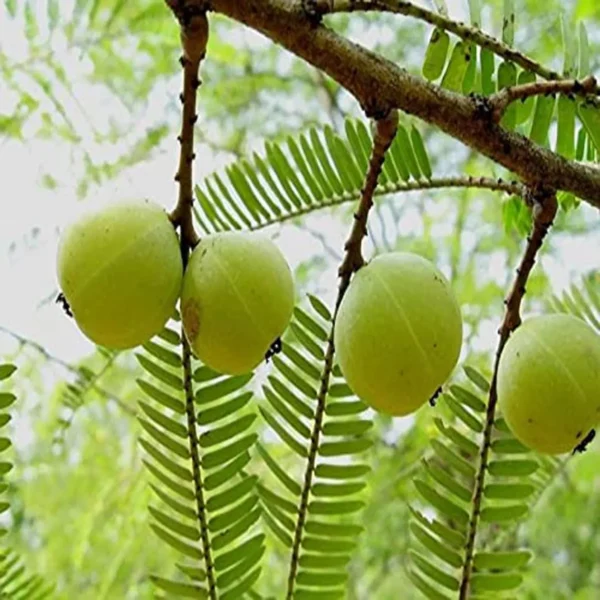 Amla Gooseberries Amloki Grafted Fruit Live Plant (1.5-3 Feet Height) - Image 2
