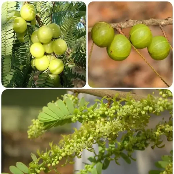 Amla Gooseberries Amloki Grafted Fruit Live Plant (1.5-3 Feet Height) - Image 4
