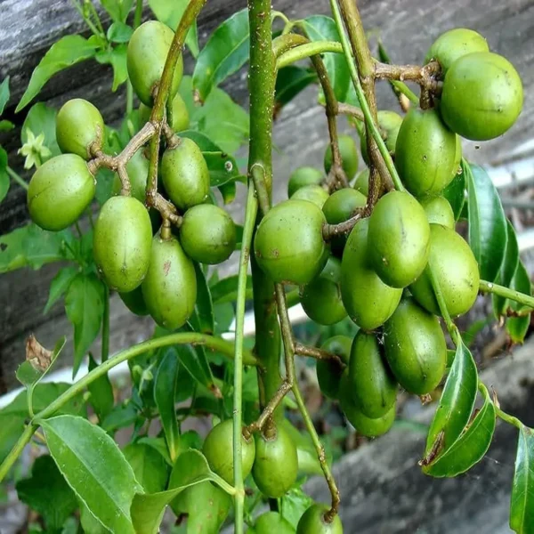 Hog Plum Bilati Amra Spondias Mombin All Time Grafted Fruit Live Plant - Image 2