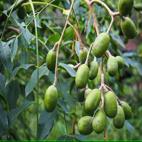 Hog Plum Bilati Amra Spondias Mombin All Time Grafted Fruit Live Plant - Image 3