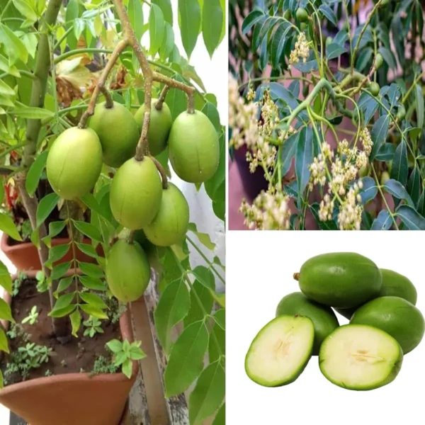Hog Plum Bilati Amra Spondias Mombin All Time Grafted Fruit Live Plant - Image 4