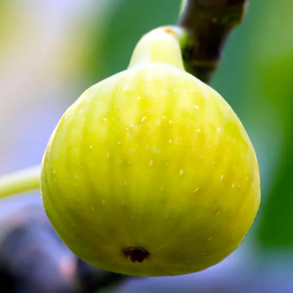 Yellow Fig Anjeer Layering/Grafted Fruit Live Plant - Image 5
