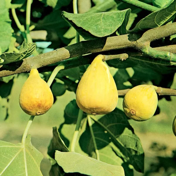 Yellow Fig Anjeer Layering/Grafted Fruit Live Plant - Image 2