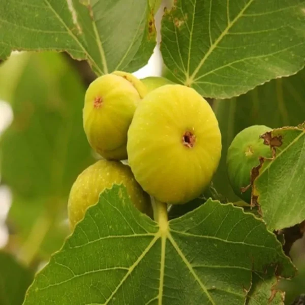 Yellow Fig Anjeer Layering/Grafted Fruit Live Plant - Image 3