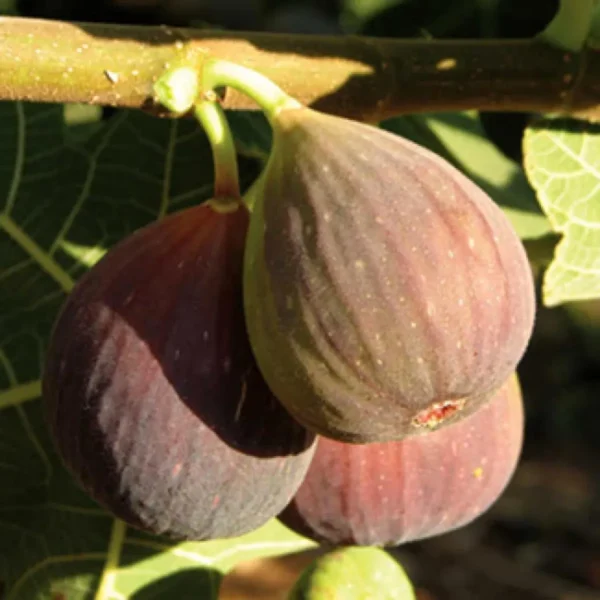 Brown Turkey Fig Anjeer Layering/Grafted Fruit Live Plant - Image 4