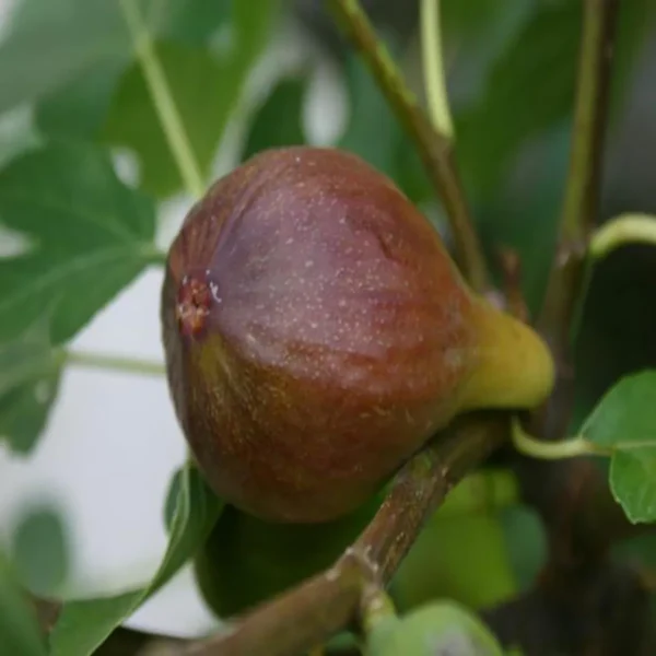 Brown Turkey Fig Anjeer Layering/Grafted Fruit Live Plant - Image 5