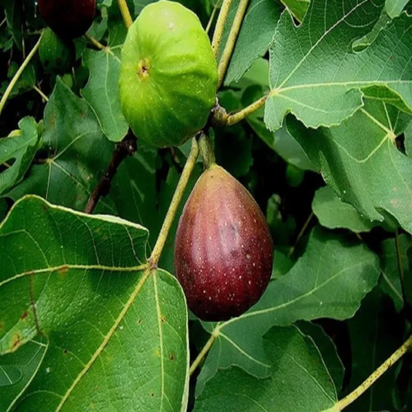 Brown Turkey Fig Anjeer Layering/Grafted Fruit Live Plant - Image 2