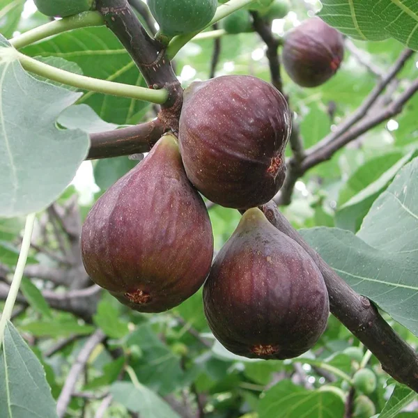 Brown Turkey Fig Anjeer Layering/Grafted Fruit Live Plant - Image 3