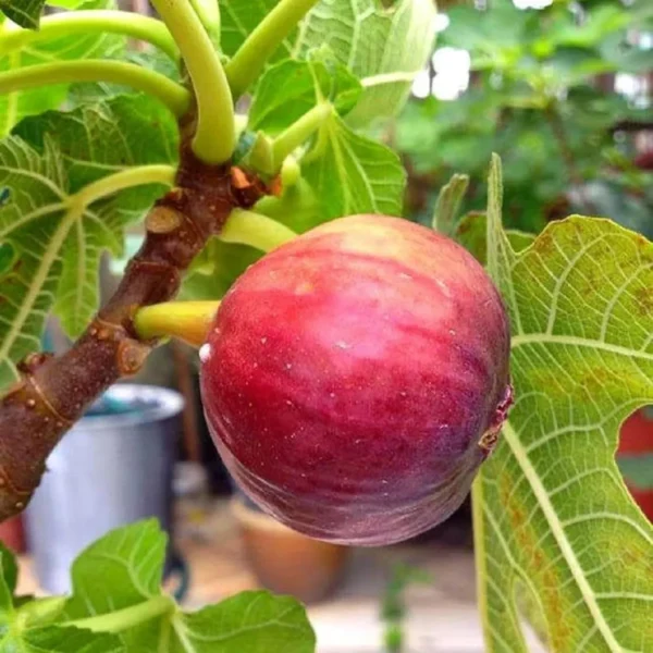 Red Israel Khurtmani Fig Anjeer Layering/Grafted Fruit Live Plant - Image 4