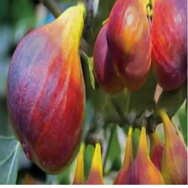Red Israel Khurtmani Fig Anjeer Layering/Grafted Fruit Live Plant - Image 5