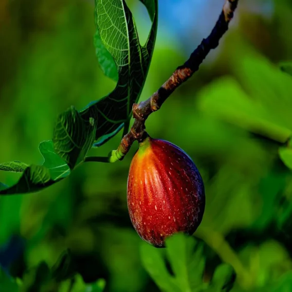 Red Israel Khurtmani Fig Anjeer Layering/Grafted Fruit Live Plant - Image 2