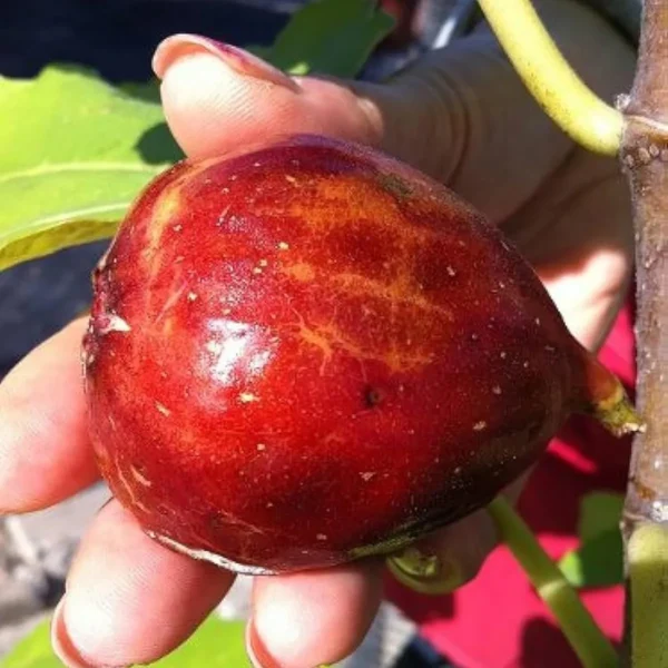 Red Israel Khurtmani Fig Anjeer Layering/Grafted Fruit Live Plant - Image 3