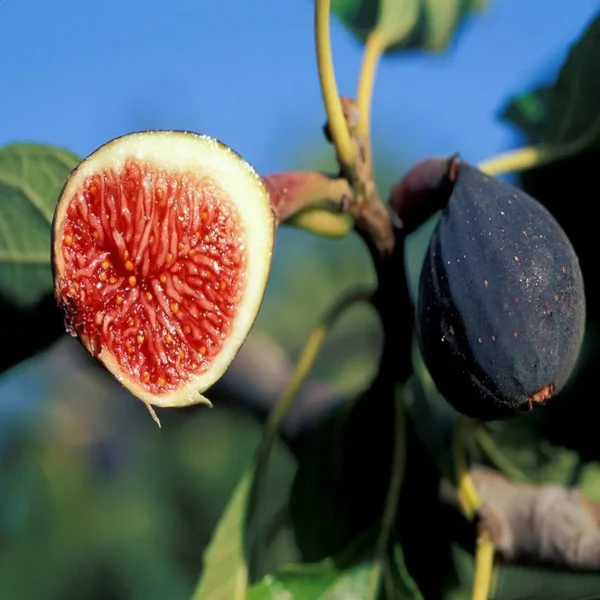 Black Mission Fig Anjeer Layering/Grafted Fruit Live Plant - Image 5