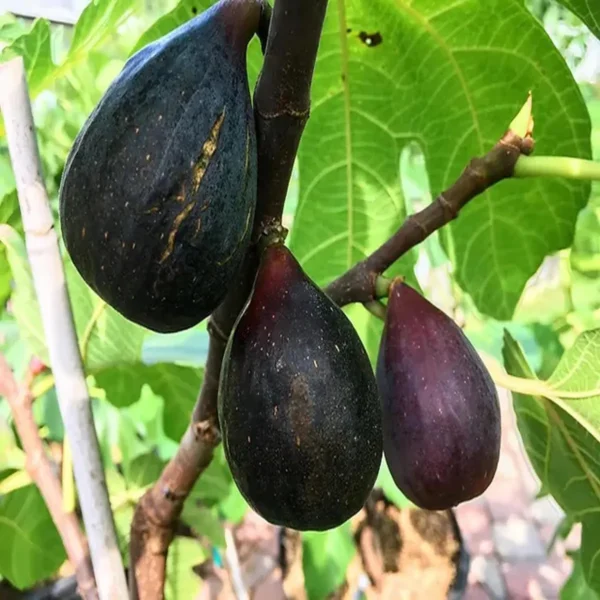 Black Mission Fig Anjeer Layering/Grafted Fruit Live Plant - Image 2