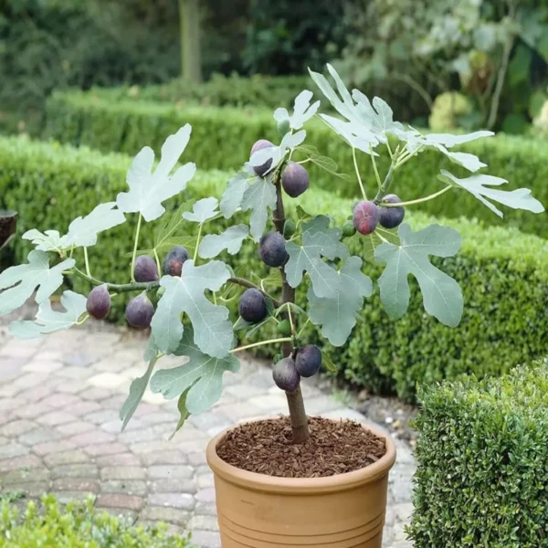 Black Mission Fig Anjeer Layering/Grafted Fruit Live Plant - Image 3