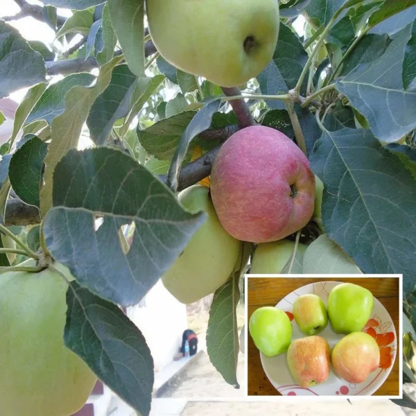 Hrmn Hariman 99 Apple Fruit Organic Fruit Plant