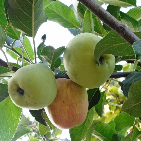 Hrmn Hariman 99 Apple Fruit Organic Fruit Plant - Image 2