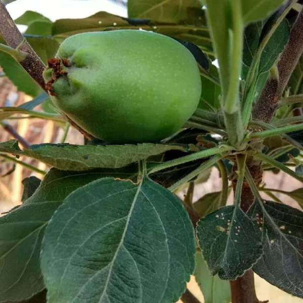 Hrmn Hariman 99 Apple Fruit Organic Fruit Plant - Image 3