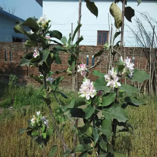Hrmn Hariman 99 Apple Fruit Organic Fruit Plant - Image 4