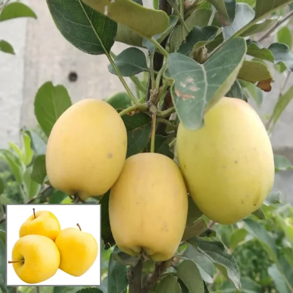 Dorsett Goldenlow Chill Tropical Apple Seb Grafted Fruit Live Plant (1.5-3 Feet Height)