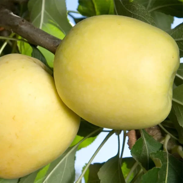 Dorsett Goldenlow Chill Tropical Apple Seb Grafted Fruit Live Plant (1.5-3 Feet Height) - Image 3