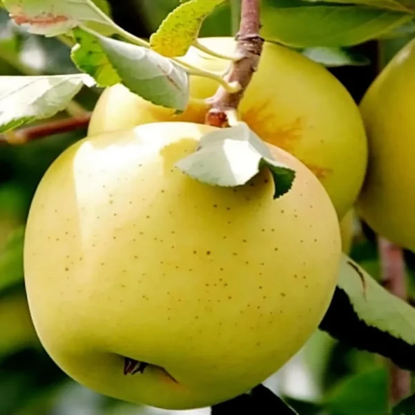 Dorsett Goldenlow Chill Tropical Apple Seb Grafted Fruit Live Plant (1.5-3 Feet Height) - Image 4