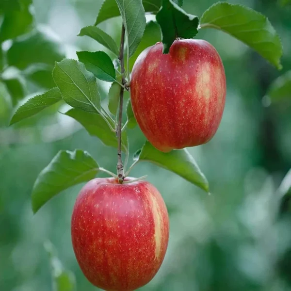 Early Fuji Low Chill Tropical Apple Seb Grafted Fruit Live Plant - Image 3