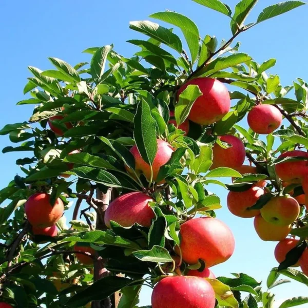 Early Fuji Low Chill Tropical Apple Seb Grafted Fruit Live Plant - Image 4
