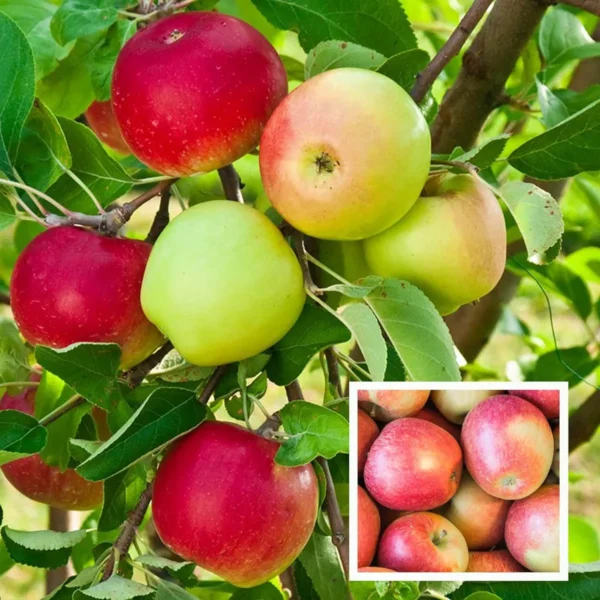 Tropic Sweet Low Chill Tropical Apple Seb Grafted Fruit Live Plant (1.5-3 Feet Height)