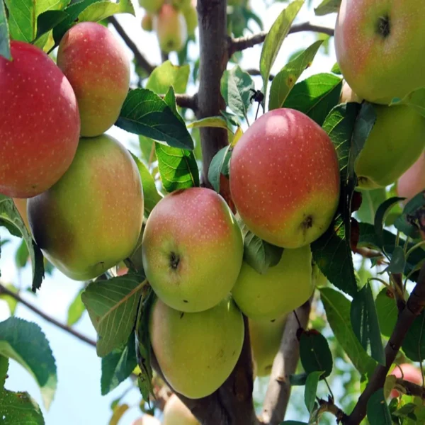 Tropic Sweet Low Chill Tropical Apple Seb Grafted Fruit Live Plant (1.5-3 Feet Height) - Image 3