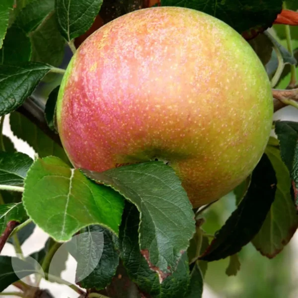 Tropic Sweet Low Chill Tropical Apple Seb Grafted Fruit Live Plant (1.5-3 Feet Height) - Image 4