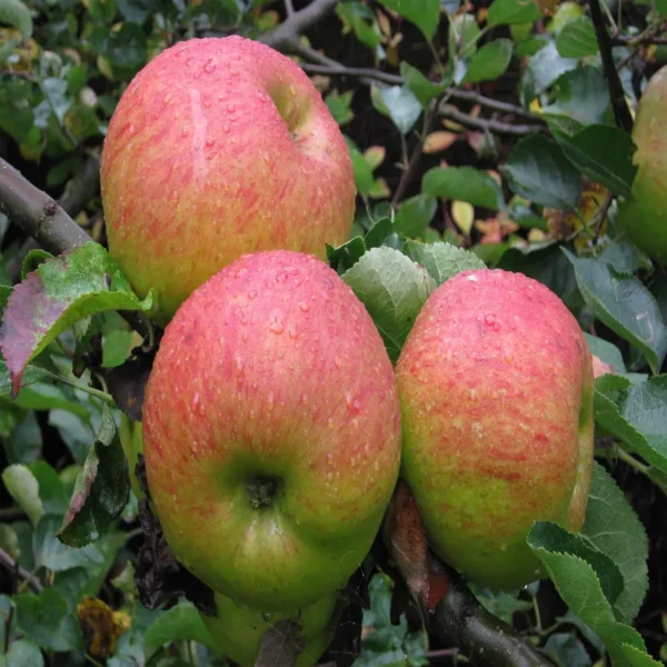 Tropic Sweet Low Chill Tropical Apple Seb Grafted Fruit Live Plant (1.5-3 Feet Height) - Image 2