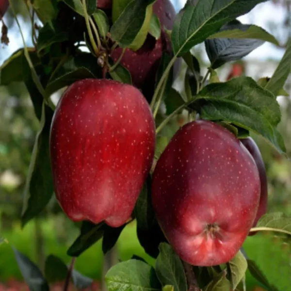 Michael Low Chill Tropical Apple Seb Grafted Fruit Live Plant - Image 3