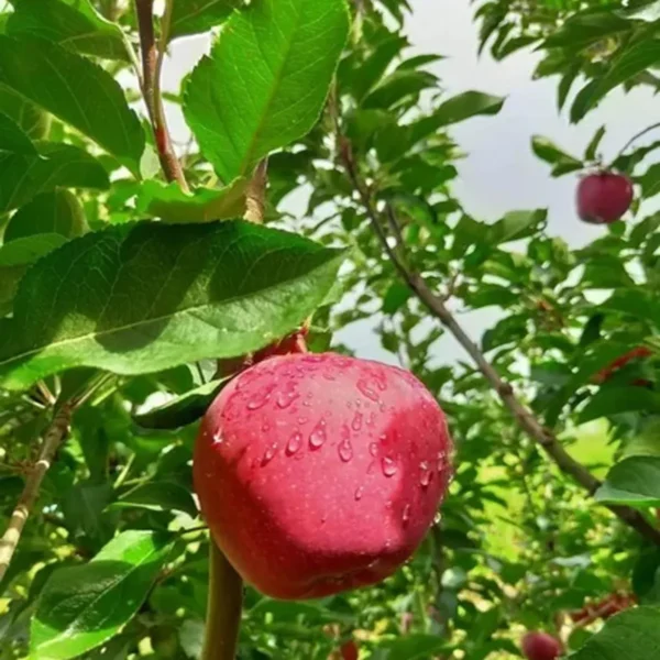 Michael Low Chill Tropical Apple Seb Grafted Fruit Live Plant - Image 4