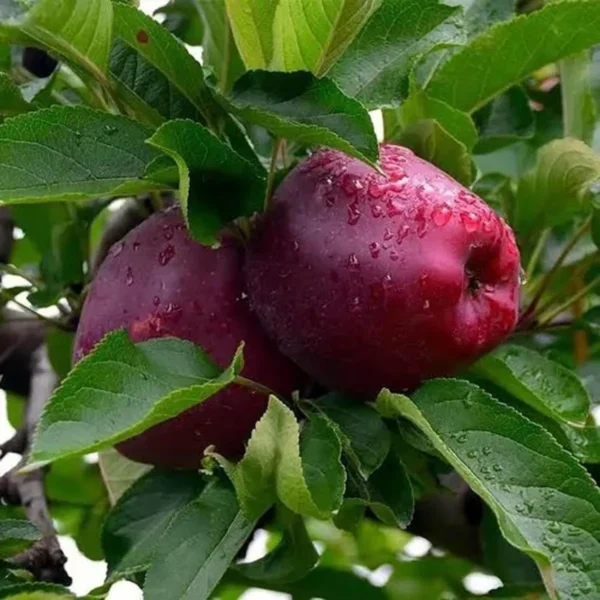 Michael Low Chill Tropical Apple Seb Grafted Fruit Live Plant - Image 2
